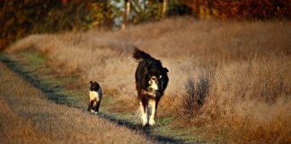 il faut surveiller la santé des animaux de compagnie à l’approche de l’automne