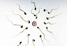 spermatozoid in vitro