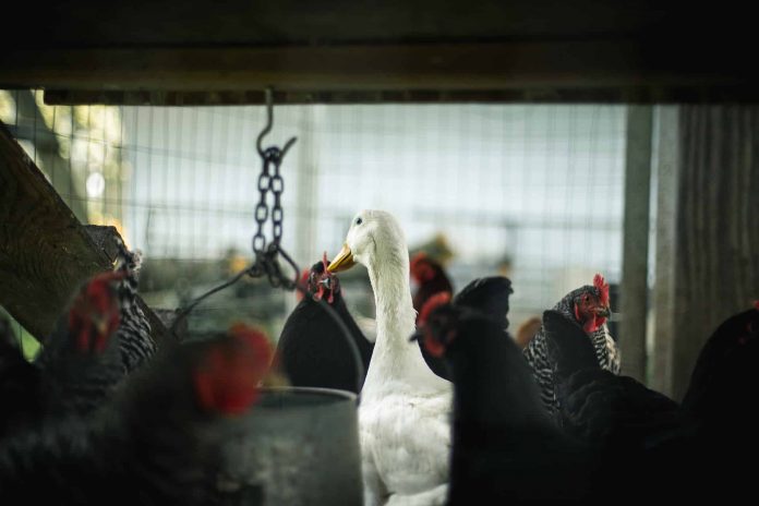 L'épidémie de grippe aviaire est pour l'instant limitée au Sud-Ouest