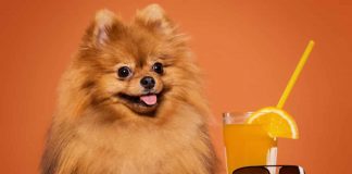 chien lunette de soleil orange boisson